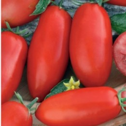 Tomate Zyska - Semillas