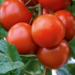 Tomate Saint Pierre - Semillas
