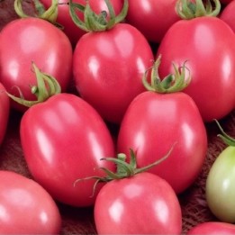 Tomate Huevo Rosa Tailandés - Semillas
