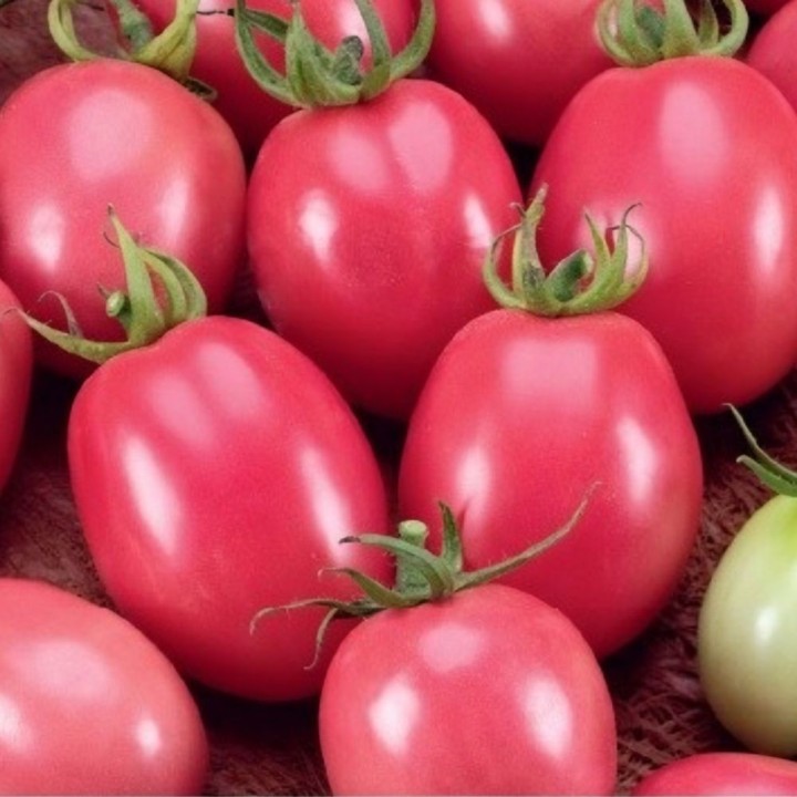 Tomate Huevo Rosa Tailandés - Semillas