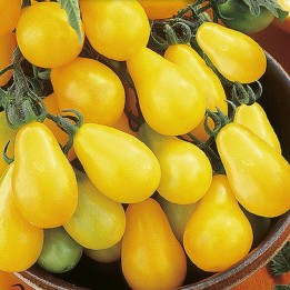 Tomate Pera Amarilla - Semillas