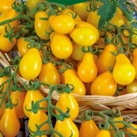 Tomate Perun - Semillas