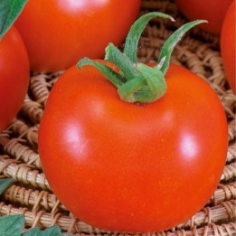 Tomate Betalux - Semillas