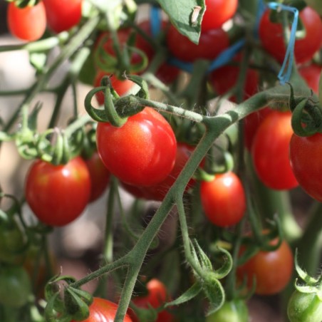 Tomate Caperucita Frambuesa - Semillas