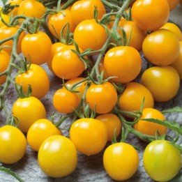 Tomate Corona Dorada - Semillas