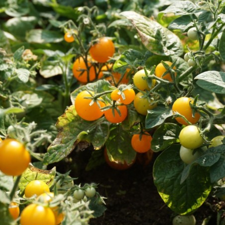 Tomate Venus - Semillas