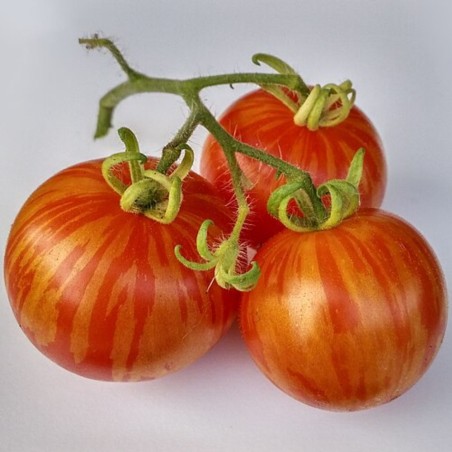Tomate Tigerella - Semillas