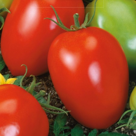 Tomate Šejk - Semillas