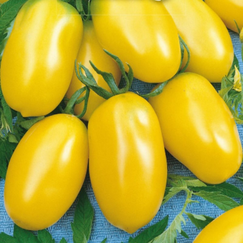 Tomate Taiko - Semillas