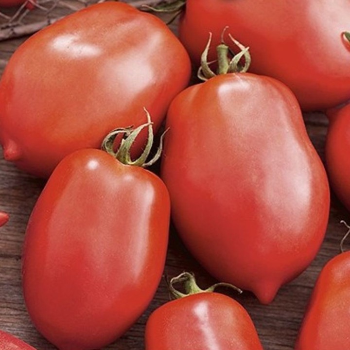 Tomate Salus - Semillas