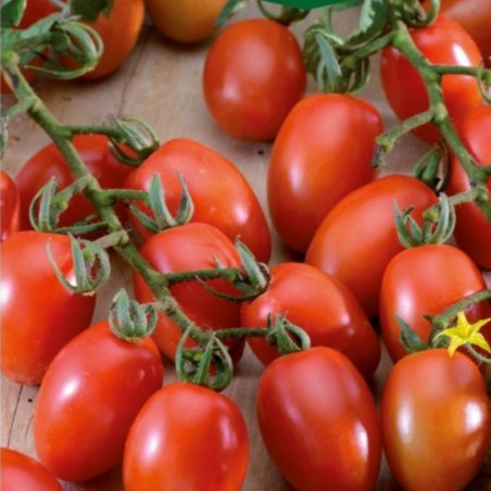 Tomate Príncipe Borghese - Semillas