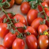 Tomate Príncipe Borghese - Semillas