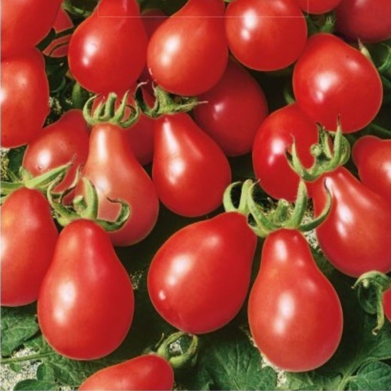Tomate Radana - Semillas