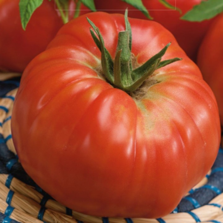 Tomate Ponderosa - Semillas