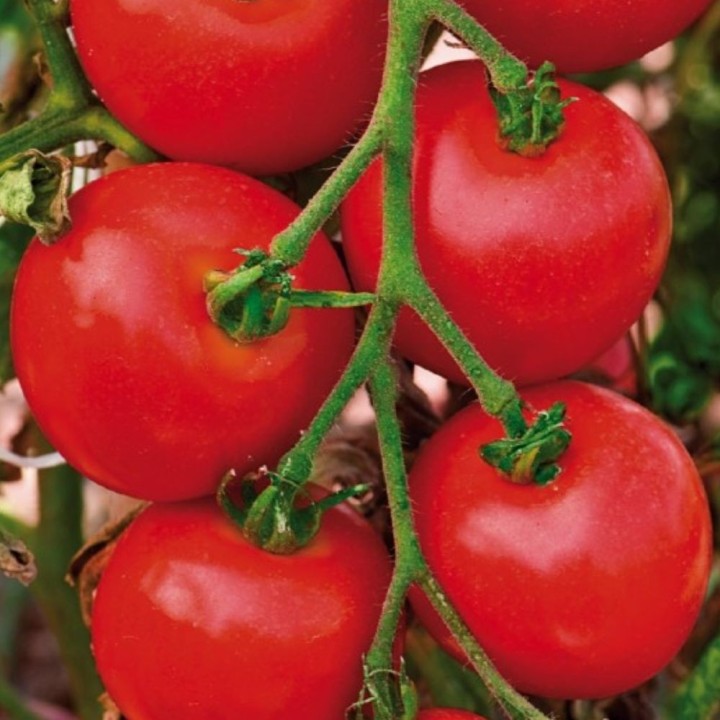 Tomate Moneymaker - Semillas