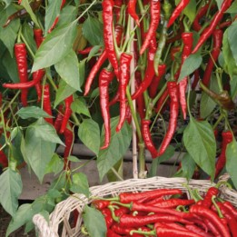 Pimiento picante Poseidón - Semillas