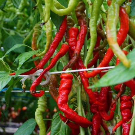 Pimiento dulce Lombardo - Semillas