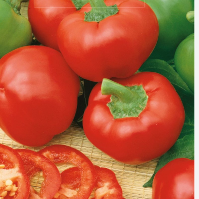 Pimiento dulce Topepo Rosso - Semillas