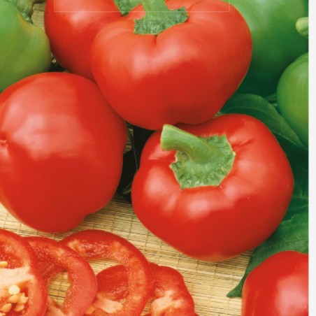 Pimiento dulce Topepo Rosso - Semillas
