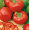 Pimiento dulce Topepo Rosso - Semillas