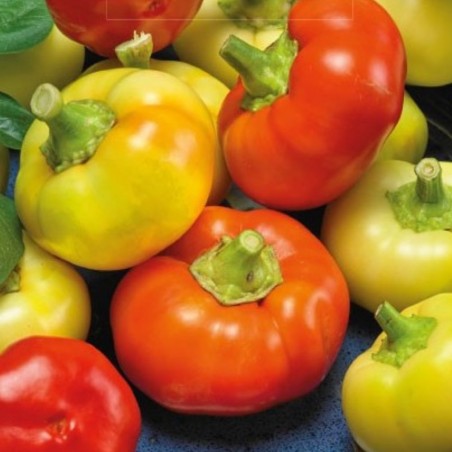 Pimiento picante Ilika - Semillas