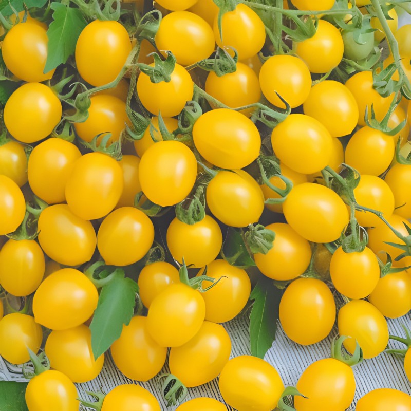 Tomate Ildi - Semillas