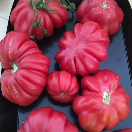 Tomate Costoluto Fiorentino - Semillas