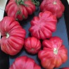 Tomate Costoluto Fiorentino - Semillas
