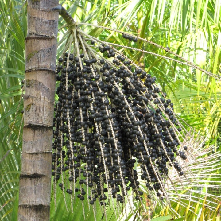 Palma de açaí - Semillas