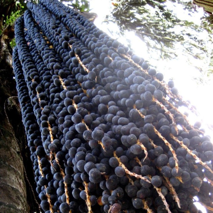 Palma de açaí - Semillas