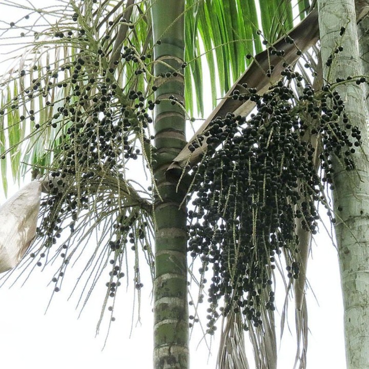 Palma de açaí - Semillas