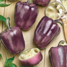Pimiento dulce Oda - Semillas