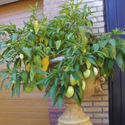 Pepino dulce - Semillas