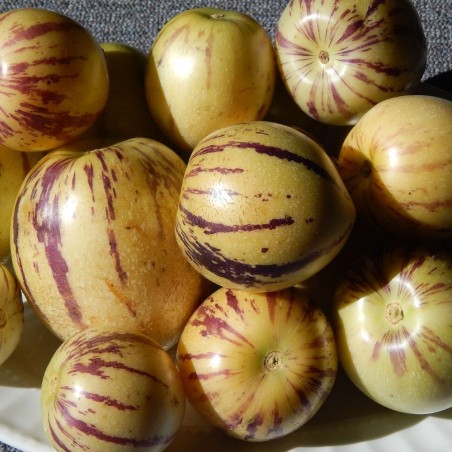 Pepino dulce - Semillas