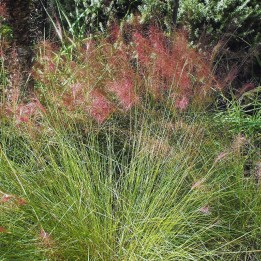 Muhlenbergia capillaris - Semillas