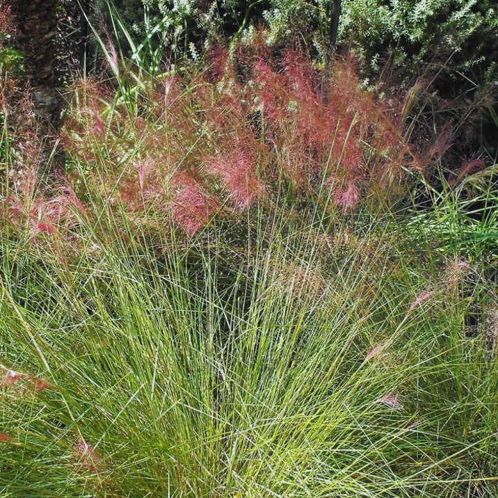 Muhlenbergia capillaris - Semillas