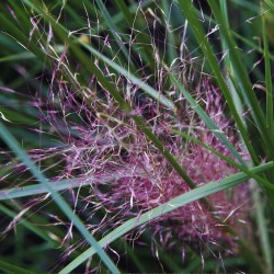 Muhlenbergia capillaris - Semillas