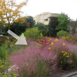Muhlenbergia capillaris - Semillas
