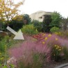 Muhlenbergia capillaris - Semillas