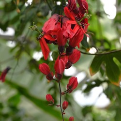 Passiflora princeps - Semillas
