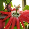 Passiflora princeps - Semillas