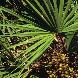 Serenoa repens - Semillas