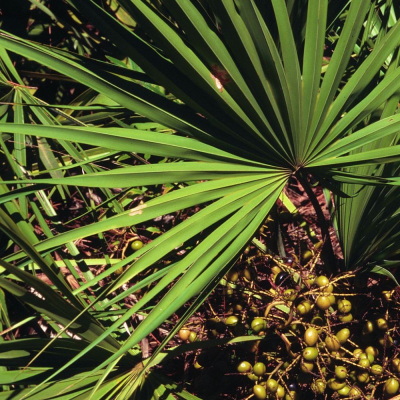 Serenoa repens - Semillas