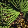 Serenoa repens - Semillas
