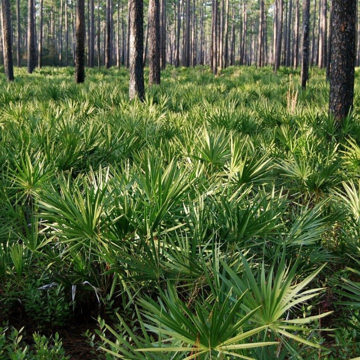 Serenoa repens - Semillas