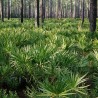 Serenoa repens - Semillas