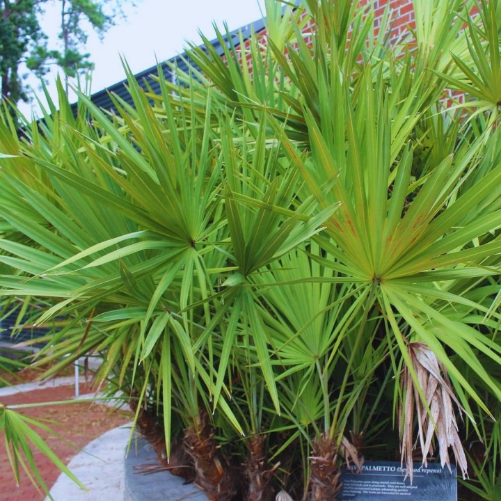 Serenoa repens - Semillas