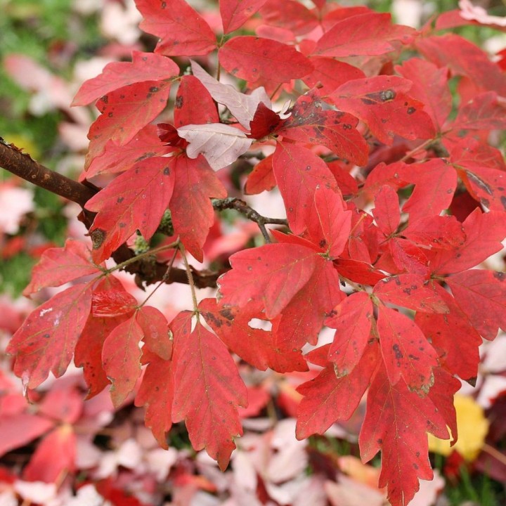 Semillas de Acer griseum, el Arce de papel en semilla para sembrar