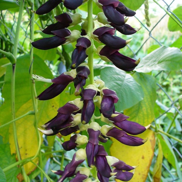 Semillas de Mucuna pruriens para sembrar | EntreSemillas