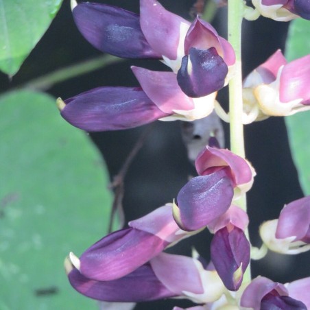 Mucuna pruriens var. utilis - Semillas